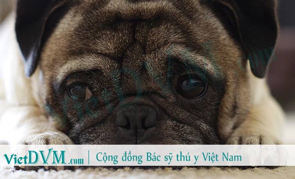 Chó pug bị suy gan dẫn tới uống nhiều nước