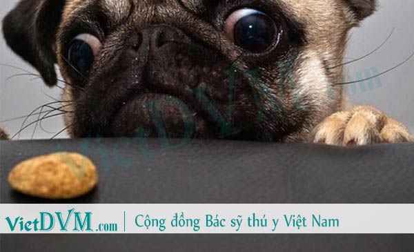 Chó pug thích ăn đồ ngọt