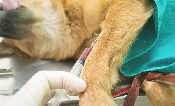 Tiến hành xét nghiệm để chẩn đoán chính xác bệnh ở chó