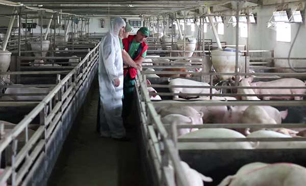 Công ty Biển Đông sẵn sàng cho xuất khẩu thịt lợn. Ảnh minh họa