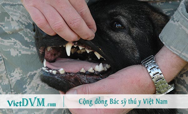 Chó bị hôi do mắc bệnh răng miệng