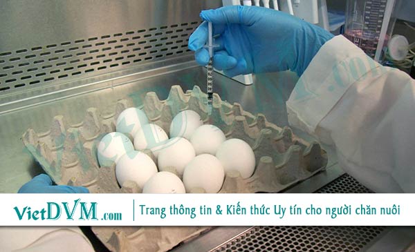 Một số loại bệnh được gây ra bởi những tác nhân có nhiều chủng khác nhau