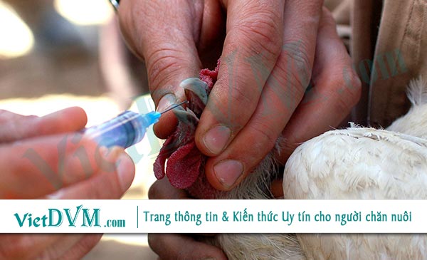 Vaccin không được sử dụng đúng đường không những không tạo được miễn dịch mà còn có thể gây ra những tác dụng không mong muốn nguy hiểm