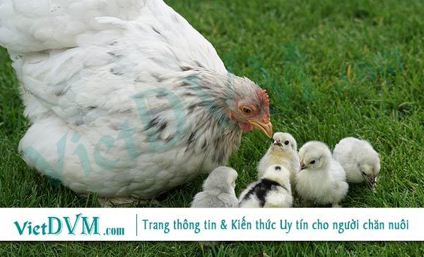 Kháng thể mẹ truyền có ảnh hưởng lớn đến khả năng đáp ứng miễn dịch của đàn gà