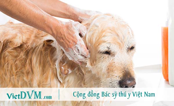 Tắm và chải lông sẽ giúp giảm tình trạng chó bị hôi