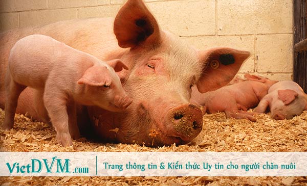 Trung Quốc lên kế hoạch mở rộng quy mô chăn nuôi lợn