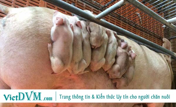 Một số hình ảnh về bệnh tiêu chảy cấp do PEDv trên heo