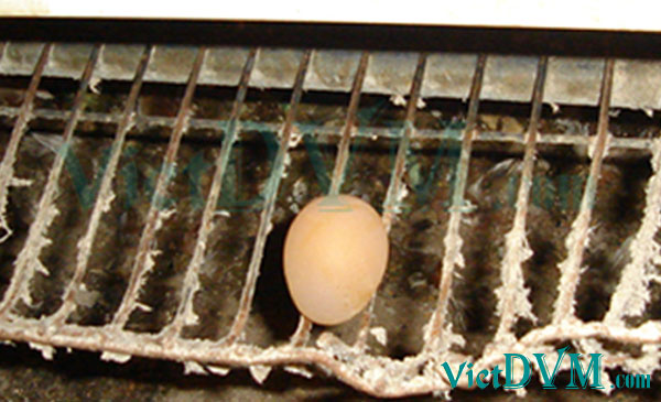 Ảnh 6: Bệnh APV ảnh hưởng tới trứng, vỏ trứng biến dạng