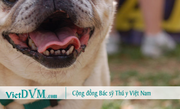 Bệnh về răng có thể là nguyên nhân khiến pug bị hôi miệng