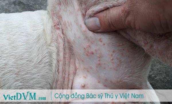 Mụn mủ mọc tràn lan ở 1 trường hợp chó bị ghẻ Demodex