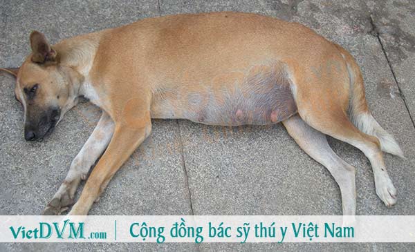 Chó bị gan