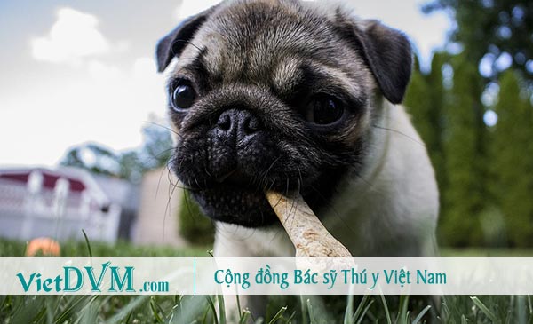 Chó pug thường ăn tất cả những gì chúng gặp, và có thể chúng ăn phải gì đó độc hại