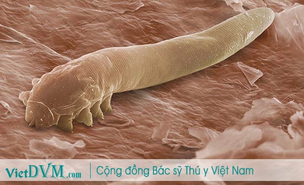 Ghẻ Demodex.