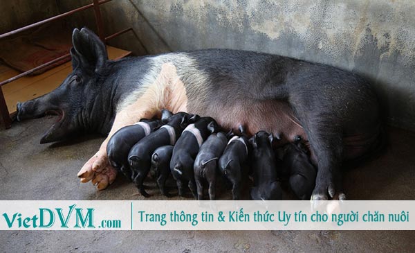 Số heo con sinh ra/mỗi lứa ở Việt Nam thường giao động từ 10-16 con.