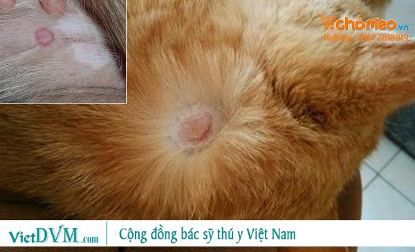 Mèo bị nấm, rụng lông hình tròn