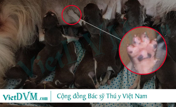 Móng chân của chó con sắc, gây rách vú mẹ