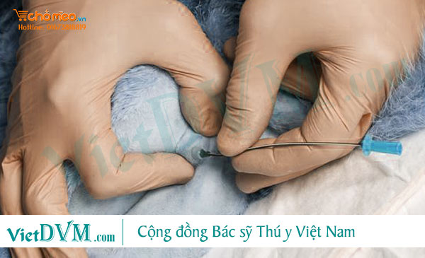 Thông tiểu cho mèo bị chứng bí đái