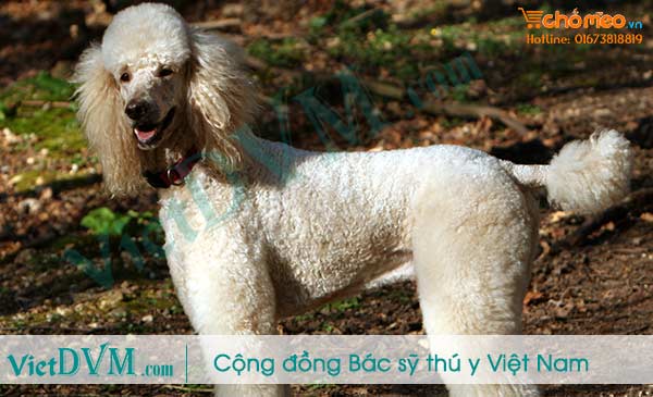 Giống chó Standard poodle