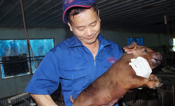 Nhân viên HTX dịch vụ chăn nuôi Xuân Phú (Đồng Nai) chăm sóc heo giống trước khi xuất bán - Ảnh: A Lộc