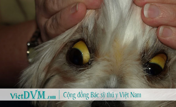 Vàng da, vàng niêm mạc, nước tiểu vàng là biểu hiện điển hình khi chó bị lepto