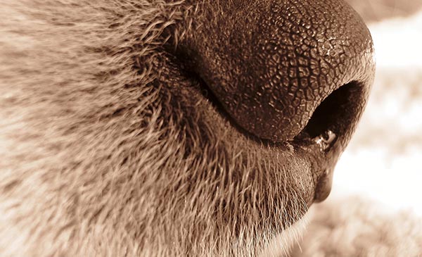 Chảy nước mũi là biểu hiện khá rõ có thể chó của bạn bị ho cũi chó