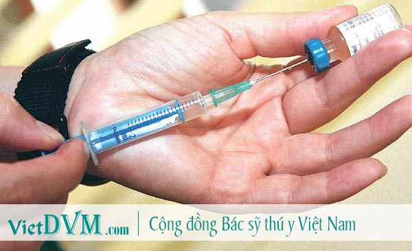 Tiên vaccin phòng bệnh care ở chó là phương pháp tốt nhất