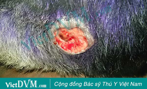 Chó bị hoại tử khi tiêm sai kỹ thuật hoặc sử dụng sai thuốc