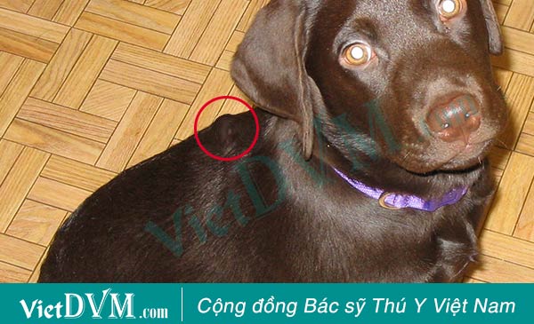 Chó bị nổi cục, bạn có thể quan sát hoặc sờ thấy