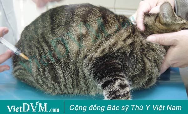 Kỹ thuật tiêm bắp cho mèo