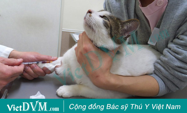 Kỹ thuật tiêm truyền tĩnh mạch cho chó mèo