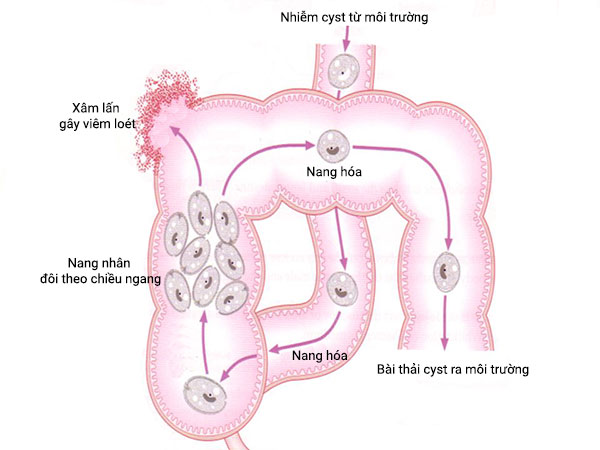 Cách Balantidium Coli gây bệnh cho vật chủ