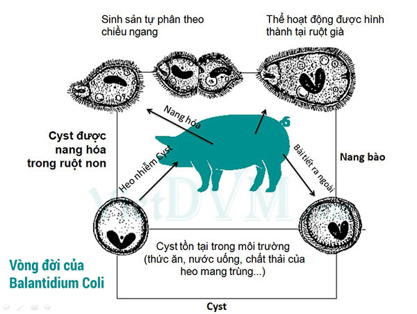 Vòng đời của Balantidium Coli