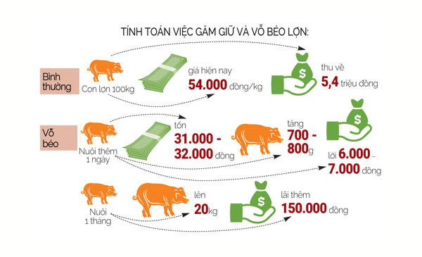 Tranh thủ đầu cơ khi giá heo hơi tăng