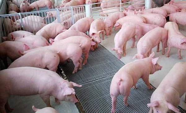 Các trang trại chăn nuôi lợn số lượng lớn cũng đang dè dặt bán ra (ảnh minh họa)