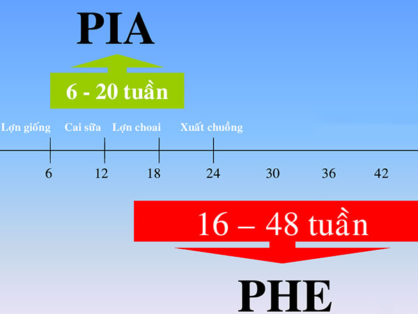 Tuổi heo mắc các thể của bệnh viêm hồi trang trên heo