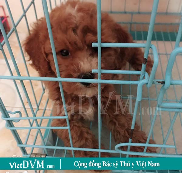 Cách dạy chó poodle đi vệ sinh trong chuồng