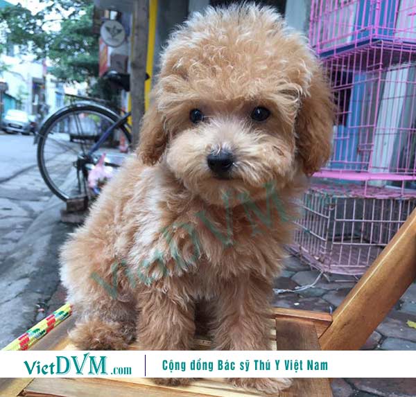 Cách nuôi chó poodle 2 tháng tuổi như thế nào?