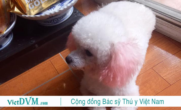 Không nhất thiết phải cạo lông máu, cứ thường xuyên chải lông cho poodle là được