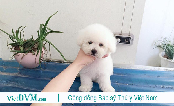 Có nên cạo lông máu cho chó poodle không?