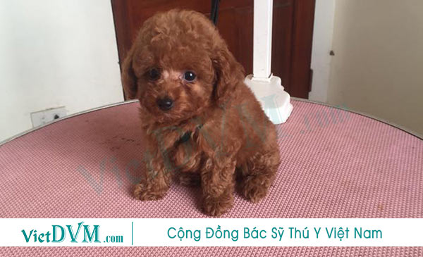 Giai đoạn đầu bạn cần hết sức chú ý tới sức khỏe của Poodle