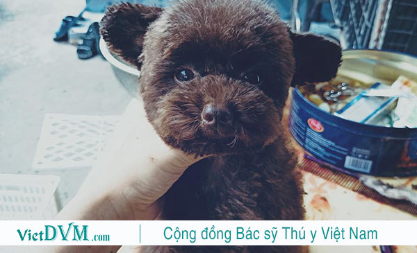 Đặt tên cho chó poodle thế nào vừa dễ thương lại thật ngầu?