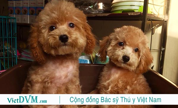 Hãy chọn cho poodle một cái tên ý nghĩa & bạn thật sự thích