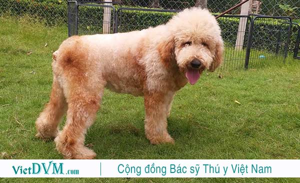 Một vài tên nước ngoài bạn có thể đặt cho poodle