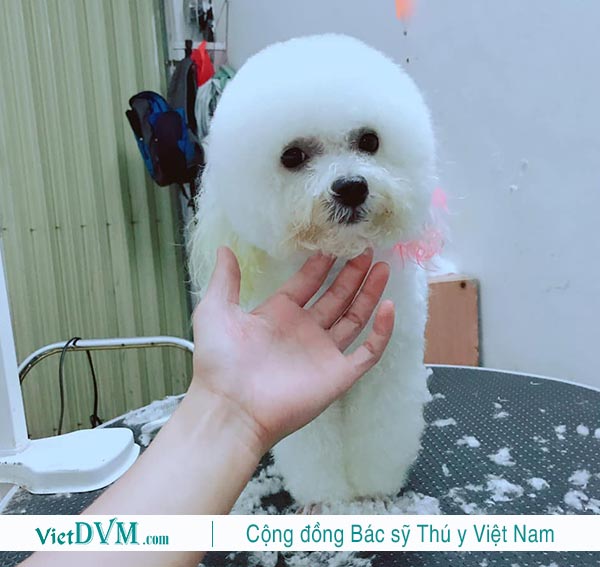 Thật sự lưu ý khi cạo lông máu cho poodle