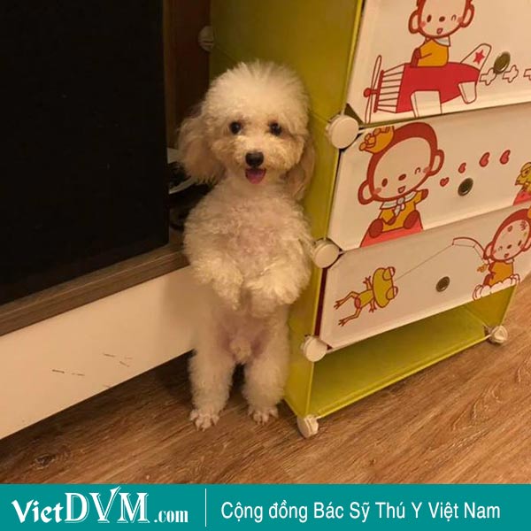 Poodle size Mini