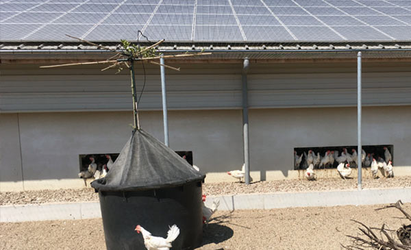 Nhà của gà mái Kipster được lợp bởi 1.078 tấm pin năng lượng mặt trời.
