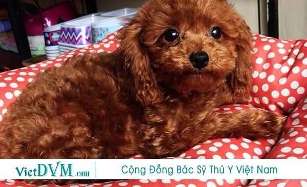 Chuẩn bị nệm nằm cho chó poodle ngay khi đón chó về