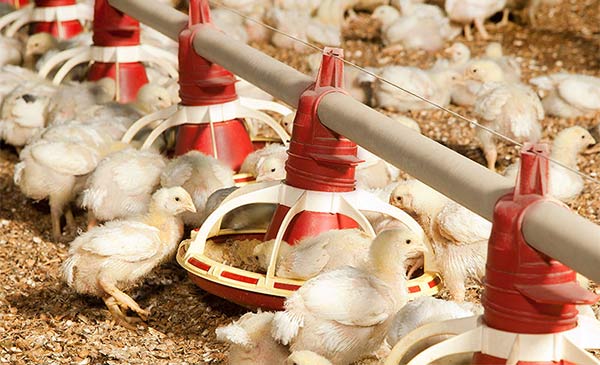 Quản lý tốt nồng độ amoniac trong chuồng sẽ giúp gà khỏe mạnh và tăng trọng tốt hơn