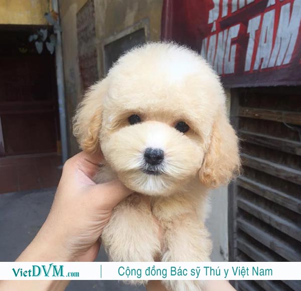 Tên Tiếng Việt Hay cho chó poodle