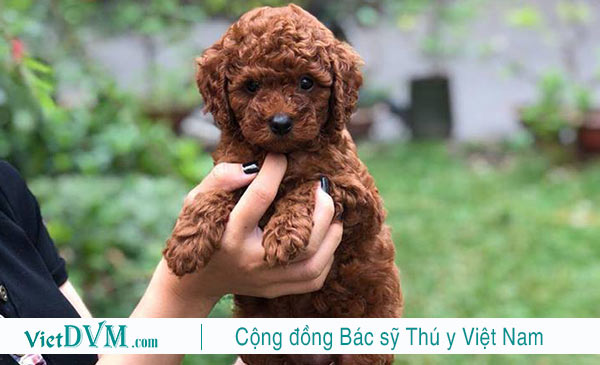 Đặt tên cho chó poodle theo các loại quả cũng được rất nhiều bạn thích